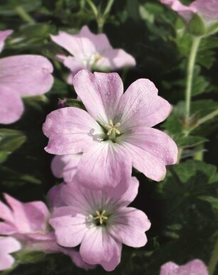 Storkenæb Geranium hybride 'Dreamland' 5-10 potte P9 Geranium hybride 'Dreamland'