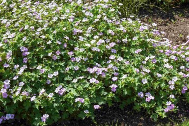 Storkenæb Geranium hybride 'Dreamland' 5-10 potte P9 Geranium hybride 'Dreamland'