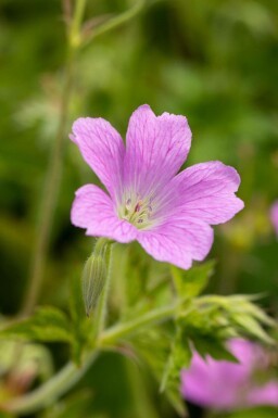 Storkenæb Geranium oxonianum 'Claridge Druce' 5-10 potte P9 Geranium oxonianum 'Claridge Druce'