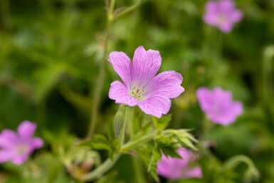 Storkenæb Geranium oxonianum 'Claridge Druce' 5-10 potte P9 Geranium oxonianum 'Claridge Druce'