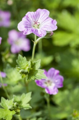 Storkenæb Geranium endressii 5-10 potte P9 Geranium endressii