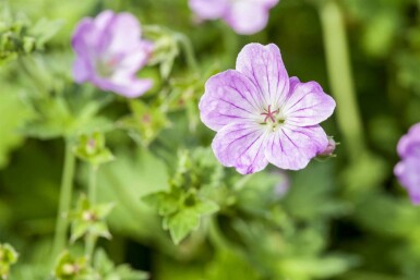 Storkenæb Geranium endressii 5-10 potte P9 Geranium endressii