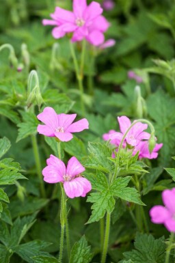 Storkenæb Geranium endressii 'Wargrave Pink' 5-10 potte P9 Geranium endressii 'Wargrave Pink'