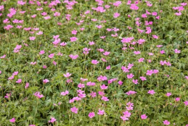Storkenæb Geranium endressii 'Wargrave Pink' 5-10 potte P9 Geranium endressii 'Wargrave Pink'