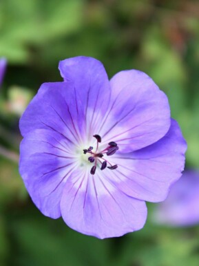 Storkenæb Geranium himalayense 5-10 potte P9 Geranium himalayense