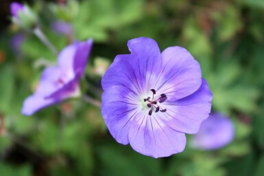 Storkenæb Geranium himalayense 5-10 potte P9 Geranium himalayense