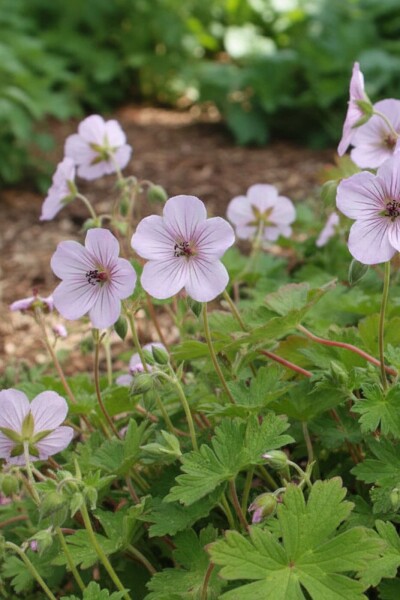 Storkenæb Geranium lambertii 'Joy' 5-10 potte P9 Geranium lambertii 'Joy'