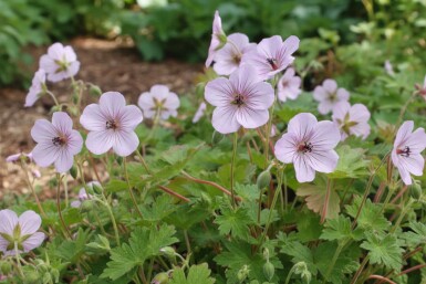 Storkenæb Geranium lambertii 'Joy' 5-10 potte P9 Geranium lambertii 'Joy'