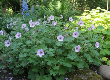 Storkenæb Geranium lambertii 'Joy' 5-10 potte P9 Geranium lambertii 'Joy'