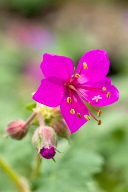 Storkenæb Geranium macrorrhizum 'Czakor' 5-10 potte P9 Geranium macrorrhizum 'Czakor'
