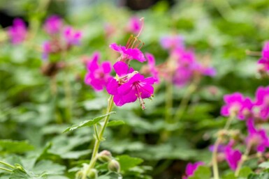 Storkenæb Geranium macrorrhizum 'Czakor' 5-10 potte P9 Geranium macrorrhizum 'Czakor'