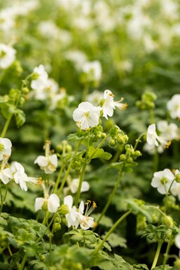 Storkenæb Geranium macrorrhizum 'White Ness' 5-10 potte P9 Geranium macrorrhizum 'White Ness'