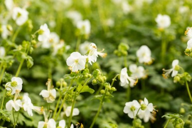 Storkenæb Geranium macrorrhizum 'White Ness' 5-10 potte P9 Geranium macrorrhizum 'White Ness'