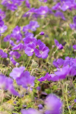 Storkenæb Geranium pratense 'Orion 5-10 potte P9 Geranium pratense 'Orion