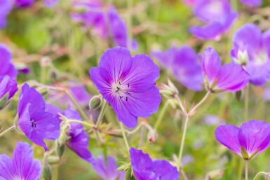 Storkenæb Geranium pratense 'Orion 5-10 potte P9 Geranium pratense 'Orion