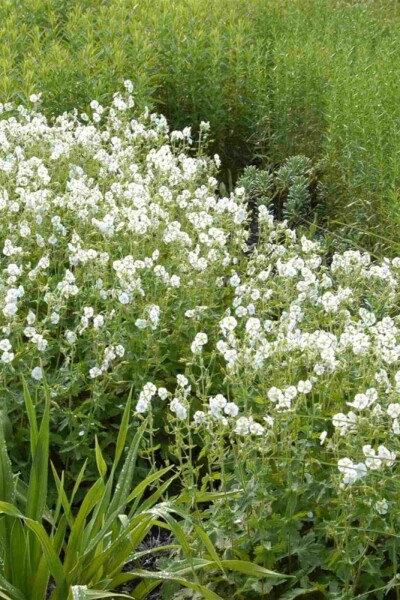 Storkenæb Geranium phaeum 'Album' 5-10 potte P9 Geranium phaeum 'Album'