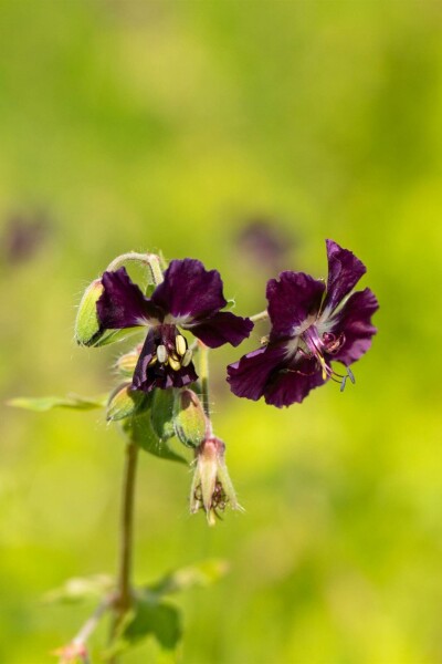Mørk storkenæb Geranium phaeum 5-10 potte P9 Geranium phaeum