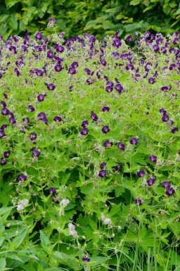 Mørk storkenæb Geranium phaeum 'Raven' 5-10 potte P9 Geranium phaeum 'Raven'