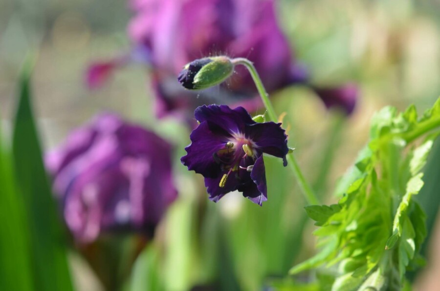 Mørk storkenæb Geranium phaeum 'Raven' 5-10 potte P9 Geranium phaeum 'Raven'