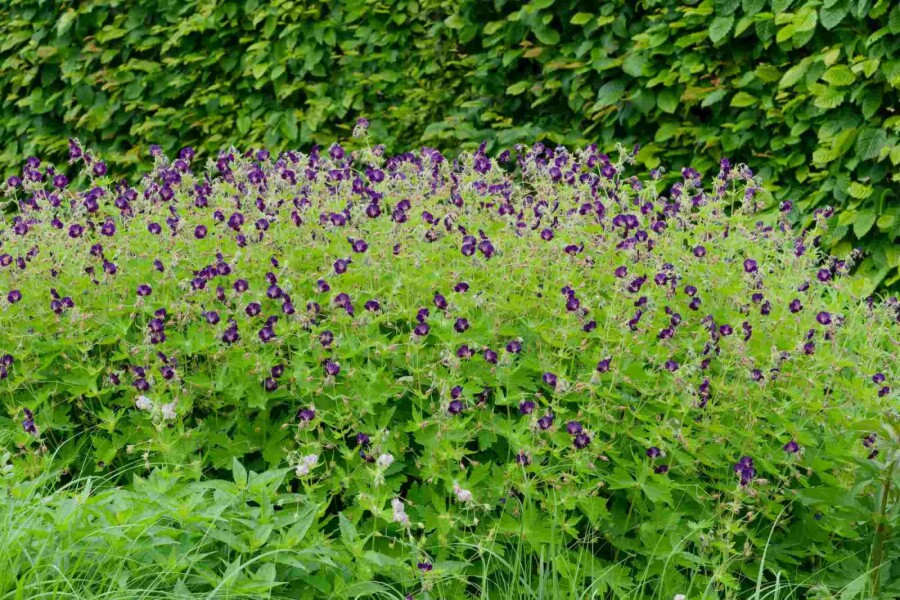 Mørk storkenæb Geranium phaeum 'Raven' 5-10 potte P9 Geranium phaeum 'Raven'