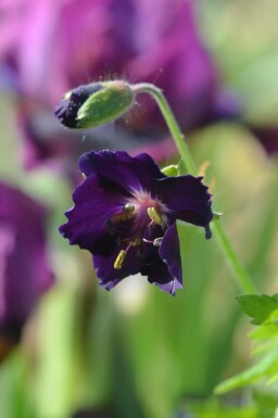 Mørk storkenæb Geranium phaeum 'Raven' 5-10 potte P9 Geranium phaeum 'Raven'