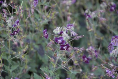 Geranium phaeum 'Samobor'