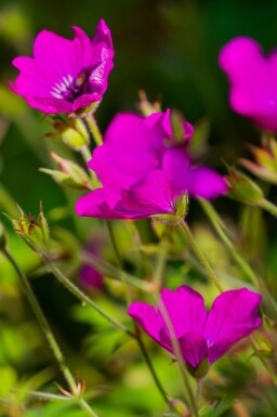 Storkenæb Geranium wallichianum 'Pink Penny' 5-10 potte P9 Geranium wallichianum 'Pink Penny'