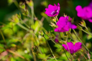 Storkenæb Geranium wallichianum 'Pink Penny' 5-10 potte P9 Geranium wallichianum 'Pink Penny'