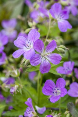 Engstorkenæb Geranium pratense 5-10 potte P9 Geranium pratense