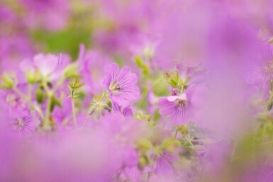 Engstorkenæb Geranium pratense 5-10 potte P9 Geranium pratense