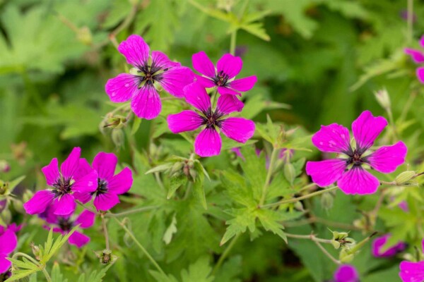 Storkenæb Geranium psilostemon 5-10 potte P9 Geranium psilostemon