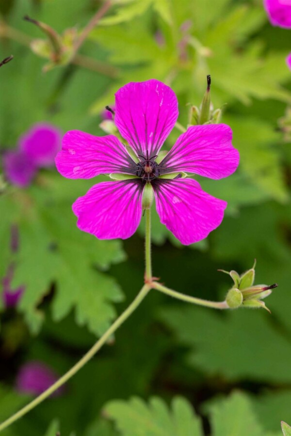Storkenæb Geranium psilostemon 5-10 potte P9 Geranium psilostemon