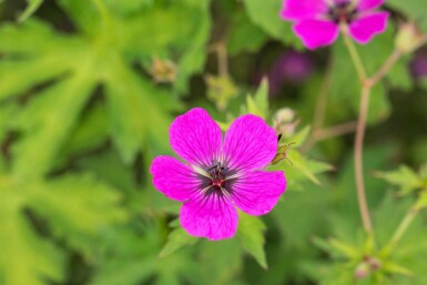 Storkenæb Geranium psilostemon 5-10 potte P9 Geranium psilostemon