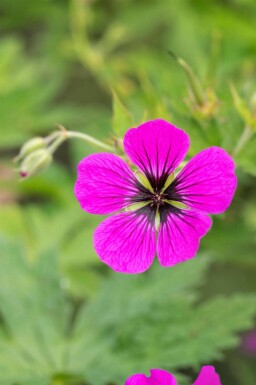 Storkenæb Geranium psilostemon 5-10 potte P9 Geranium psilostemon