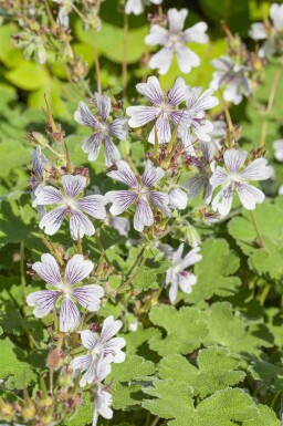 Storkenæb Geranium renardii 5-10 potte P9 Geranium renardii