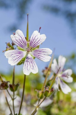 Storkenæb Geranium renardii 5-10 potte P9 Geranium renardii