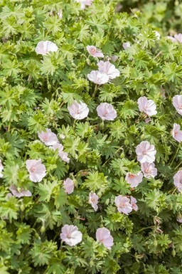 Apfelblomst storkenæb Geranium sanguineum 'Apfelblüte' 5-10 potte P9 Geranium sanguineum 'Apfelblüte'