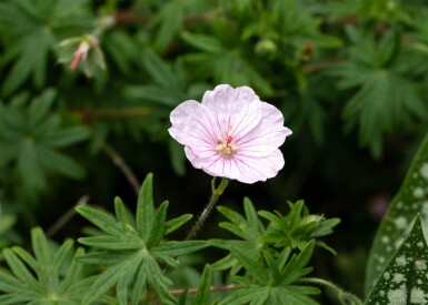 Apfelblomst storkenæb Geranium sanguineum 'Apfelblüte' 5-10 potte P9 Geranium sanguineum 'Apfelblüte'