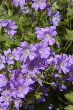 Storkenæb Geranium gracile 'Sirak' 5-10 potte P9 Geranium gracile 'Sirak'