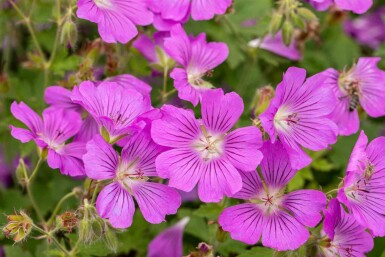 Storkenæb Geranium gracile 'Sirak' 5-10 potte P9 Geranium gracile 'Sirak'