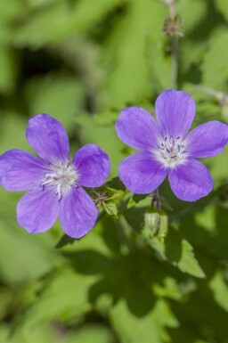 Storkenæb Geranium sylvaticum 'Mayflower' 5-10 potte P9 Geranium sylvaticum 'Mayflower'