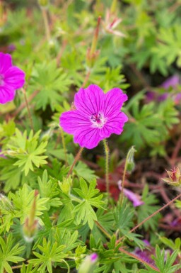 Storkenæb Geranium sanguineum 'Tiny Monster' 5-10 potte P9 Geranium sanguineum 'Tiny Monster'