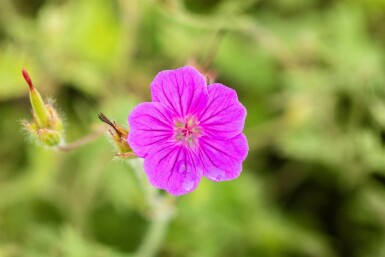 Storkenæb Geranium sanguineum 'Tiny Monster' 5-10 potte P9 Geranium sanguineum 'Tiny Monster'