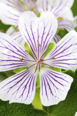 Storkenæb Geranium versicolor 5-10 potte P9 Geranium versicolor