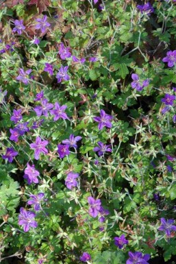 Storkenæb Geranium wlassovianum 5-10 potte P9 Geranium wlassovianum
