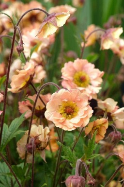 Nellikerod Geum chiloense 'Mai Tai' 5-10 potte P9 Geum chiloense 'Mai Tai'