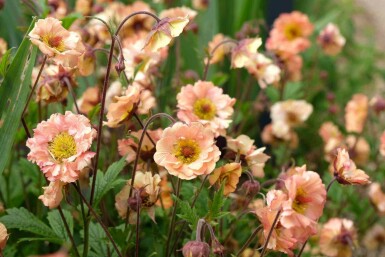 Nellikerod Geum chiloense 'Mai Tai' 5-10 potte P9 Geum chiloense 'Mai Tai'