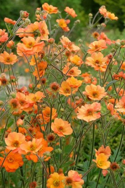 Nellikerod Geum chiloense 'Prinses Juliana' 5-10 potte P9 Geum chiloense 'Prinses Juliana'