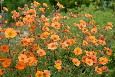 Nellikerod Geum chiloense 'Prinses Juliana' 5-10 potte P9 Geum chiloense 'Prinses Juliana'