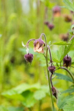 Engnellikerod Geum rivale 5-10 potte P9 Geum rivale